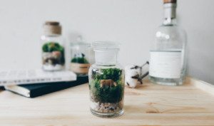 Greenify your home and office with these zen terrariums