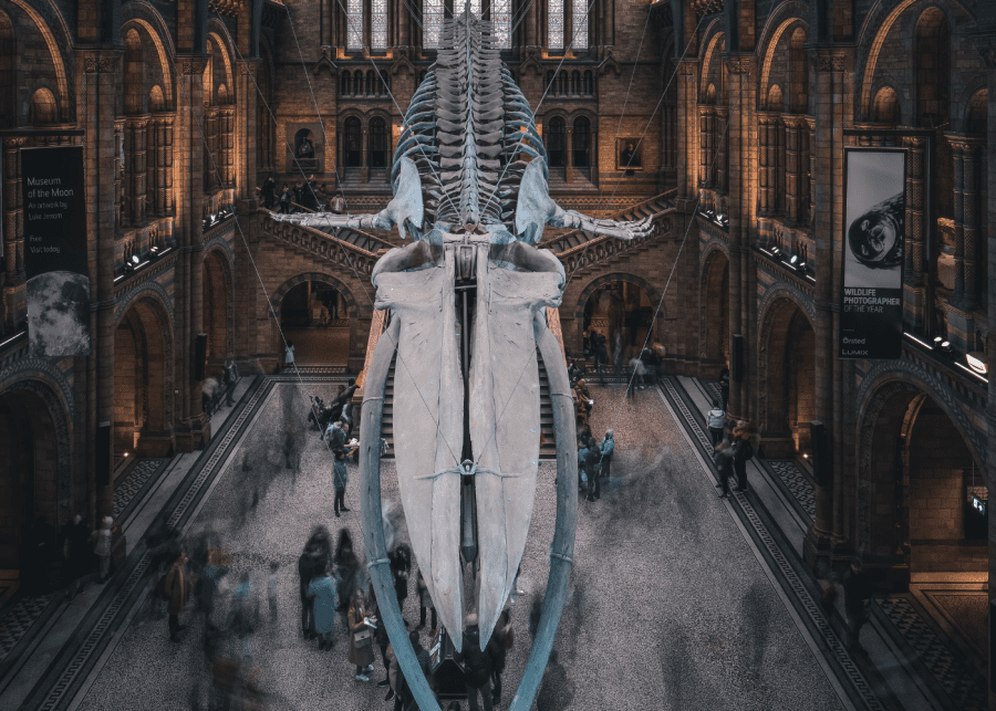 london attractions places to visit | natural history museum