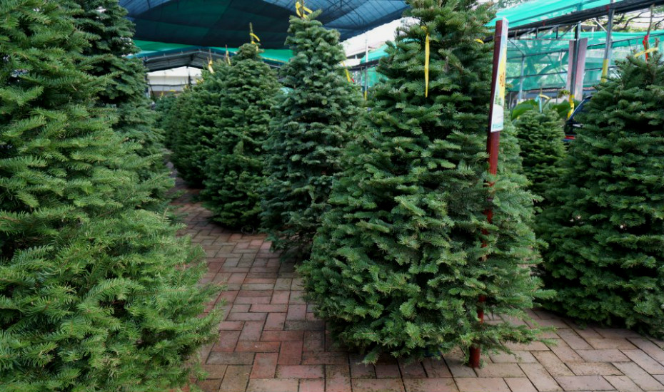 Christmas tree shopping in Singapore: Bedok Garden & Landscaping