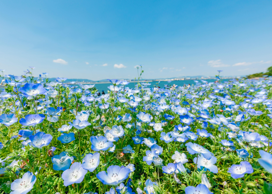 things to do in fukuoka | uminonakamichi seaside park flowers