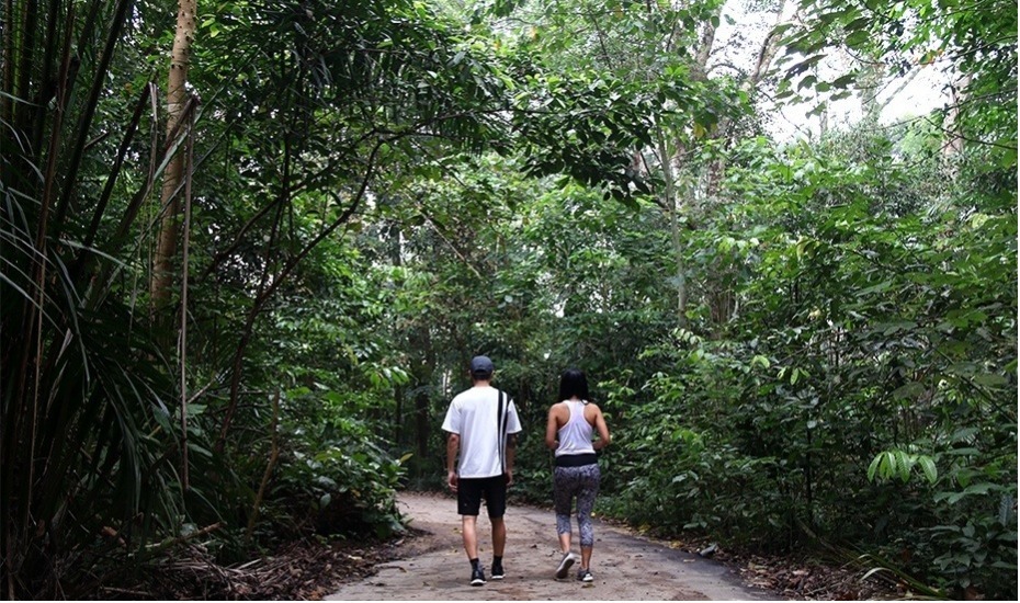 Hiking in Singapore: Chestnut Nature Park