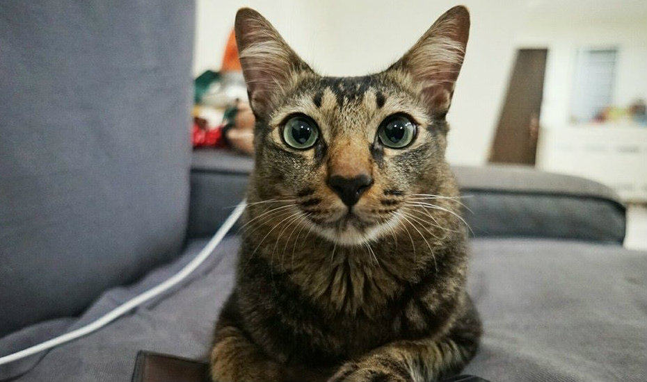 Fresh Off The Feed: Explore Singapore with the adventurous Cola (he is also a cat)