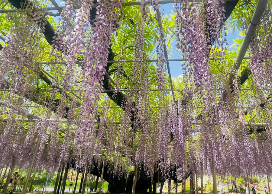 best day trips from tokyo | ashikaga flower park