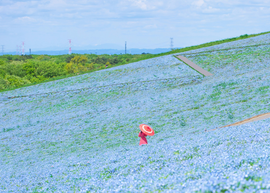 best day trips from tokyo | hitachi seaside park