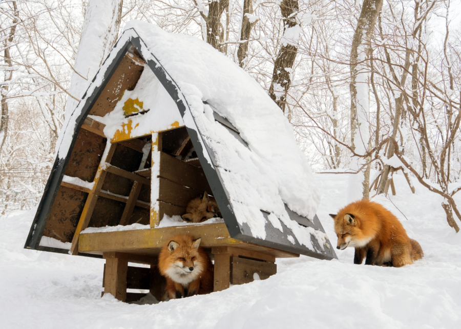 best day trips from tokyo | zao fox village