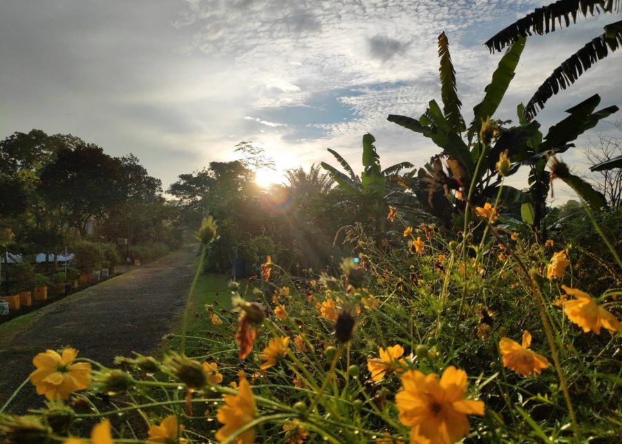 bollywood veggies | urban farming in singapore