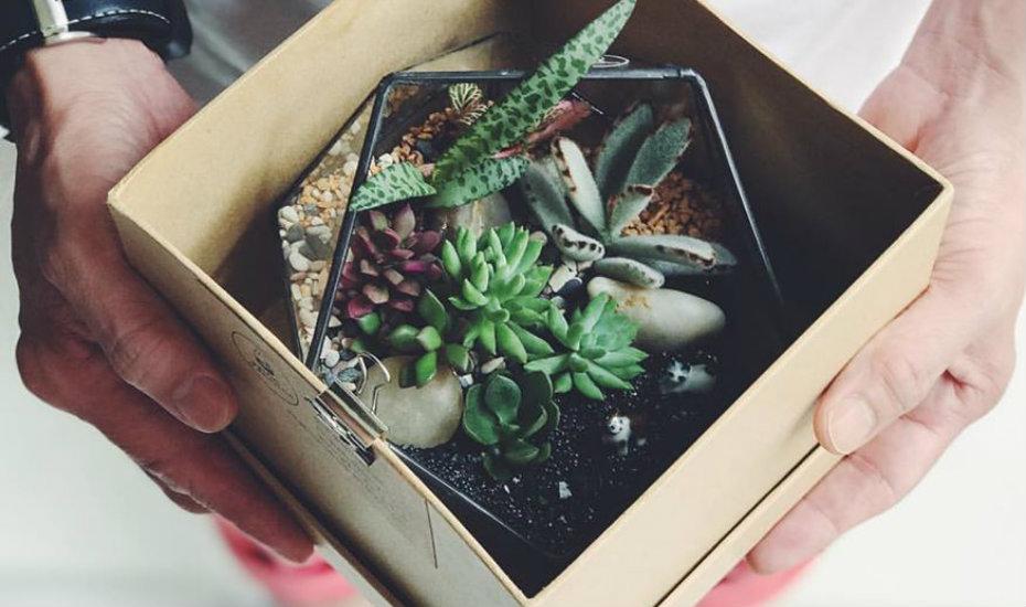 Assemble a terrarium | craft workshops in Singapore