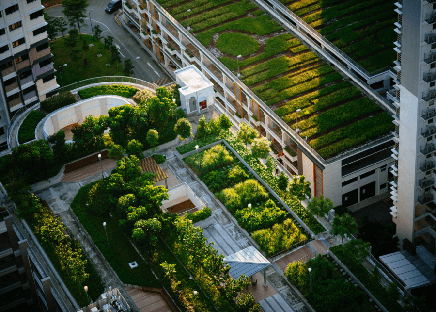 Urban farming in Singapore 101: From fresh greens to growing your own garden