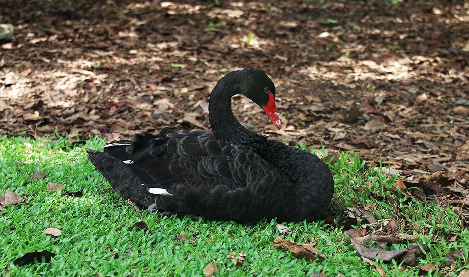 Singapore Botanic Gardens: The black swans of the Eco Lake 