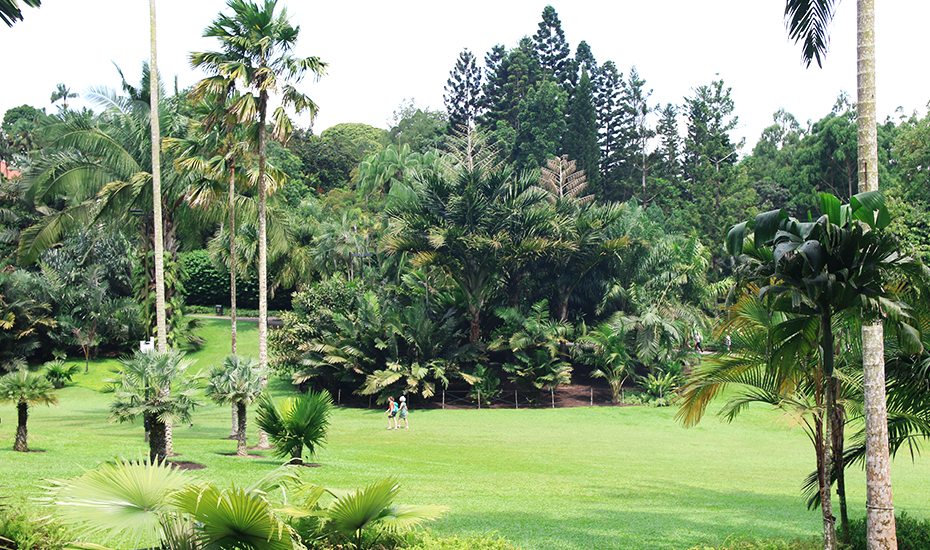 Palm Valley at Singapore Botanic Gardens 