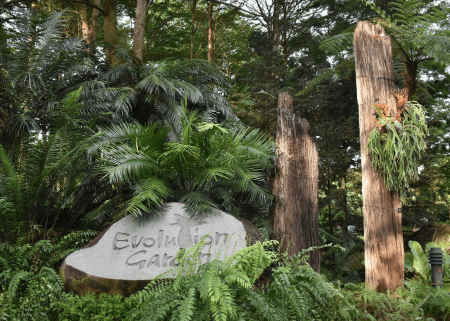 evolution garden | singapore botanic gardens