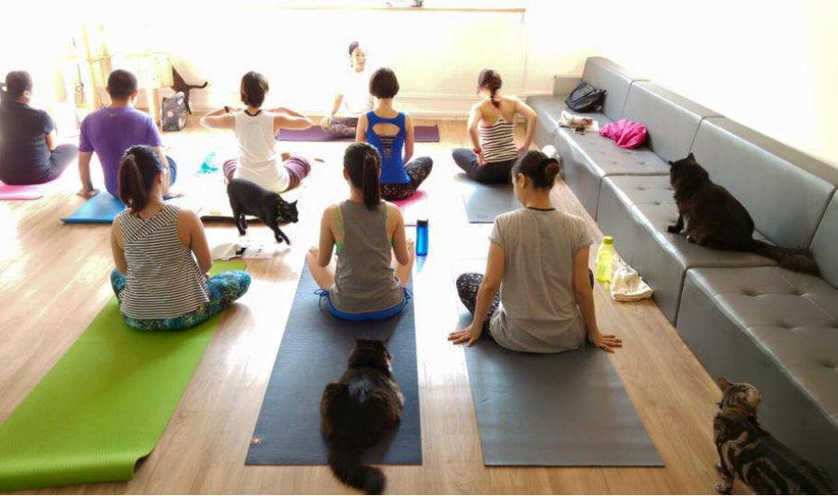 Alternative yoga: Experience a new kind of zen with beer, cats and jokes