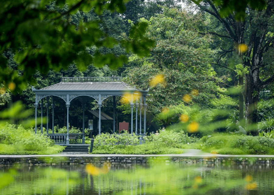 swan lake singapore botanic gardens