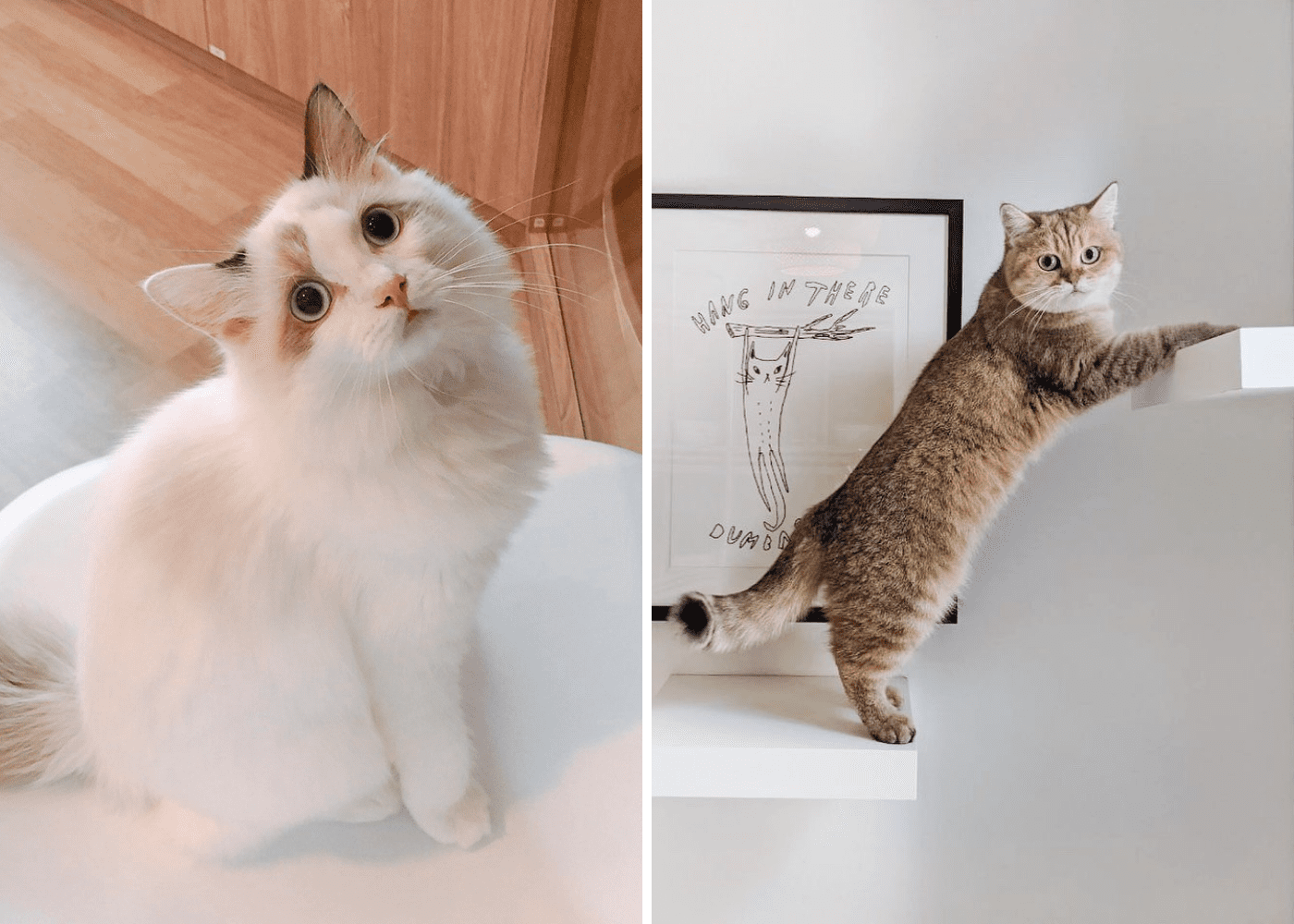 Top 12 pet hotels in Singapore for your furry friends