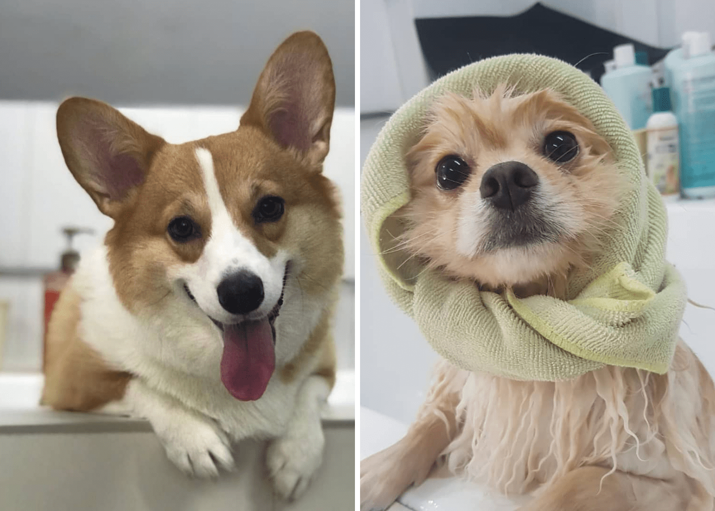 Top 10 pet hotels in Singapore for cats and dogs