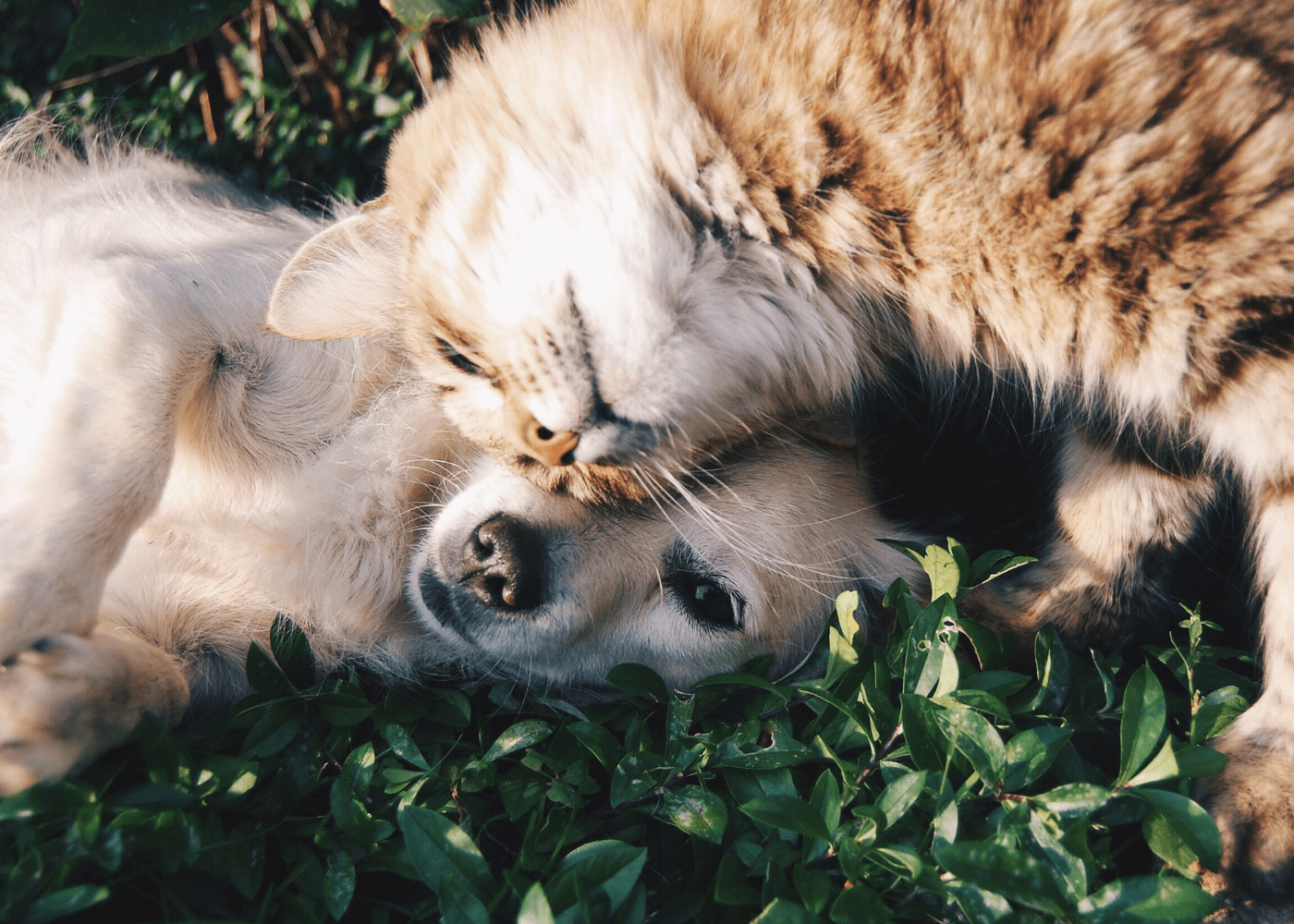 Top 10 pet hotels in Singapore for cats and dogs