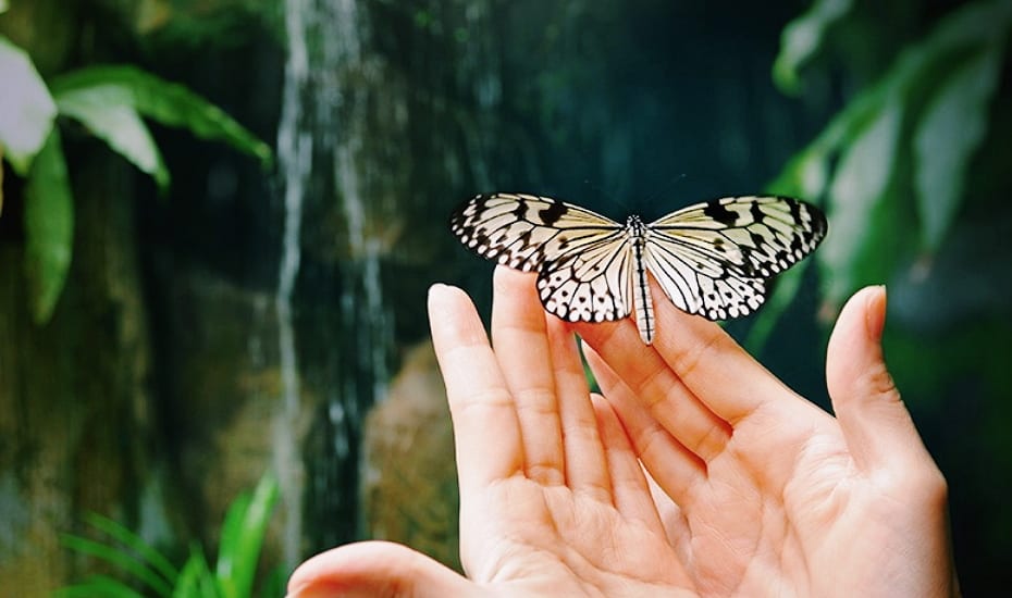 Flutter of wonder: Butterflies are descending on Singapore’s largest outlet mall