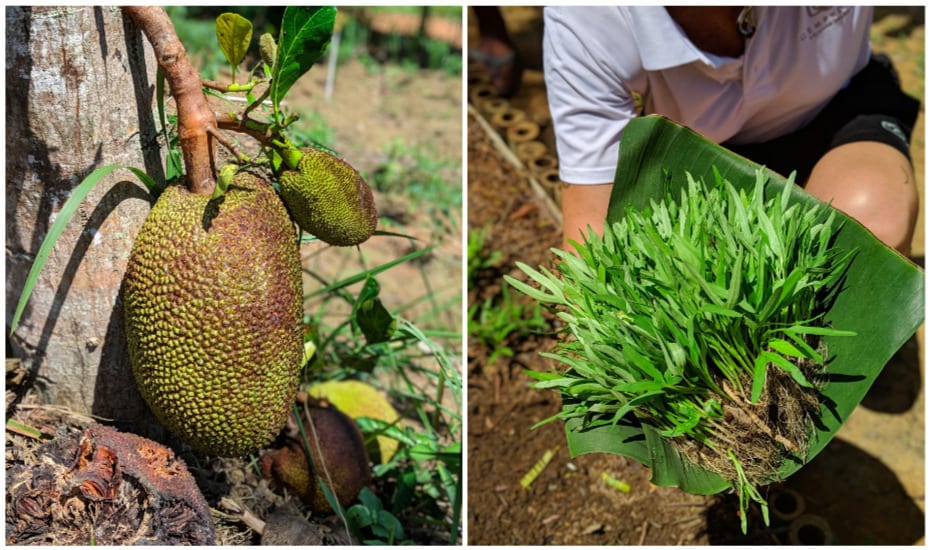 Fresh fruit, herbs, veggies and eggs come straight from Cempedak Private Island's own farm on Bintan.