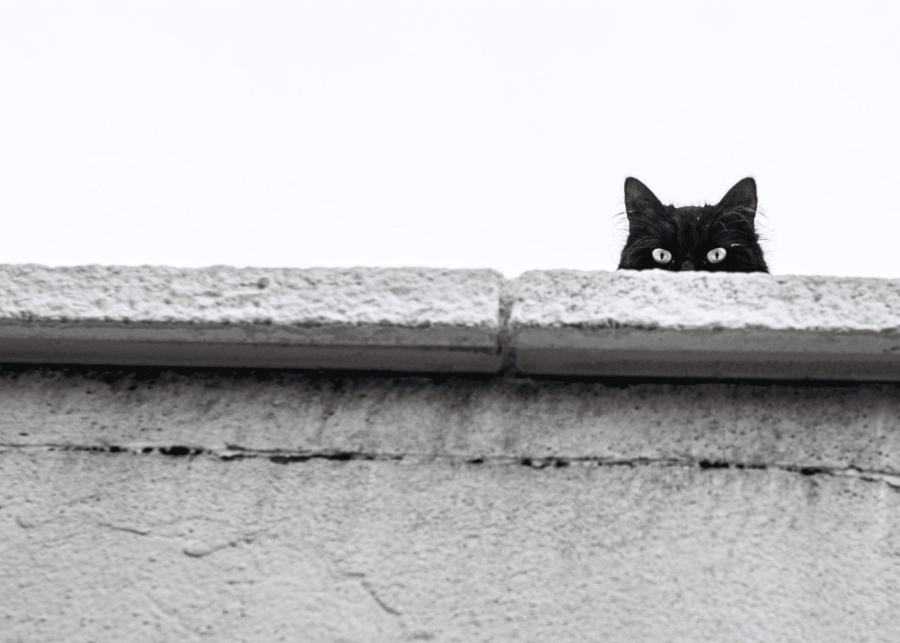 black cat
