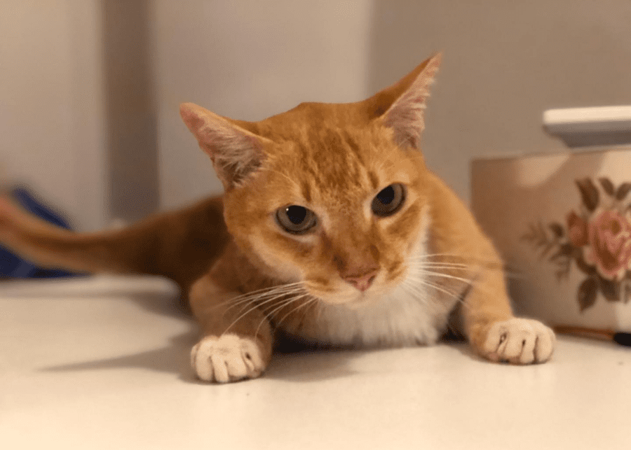 animal lovers league cat