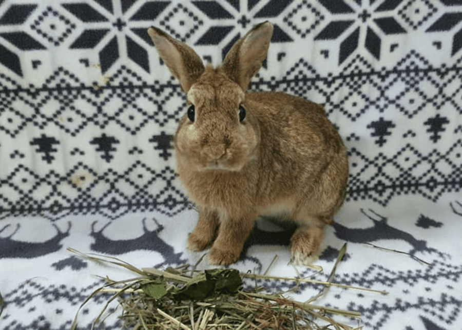 rabbit | animal charity singapore