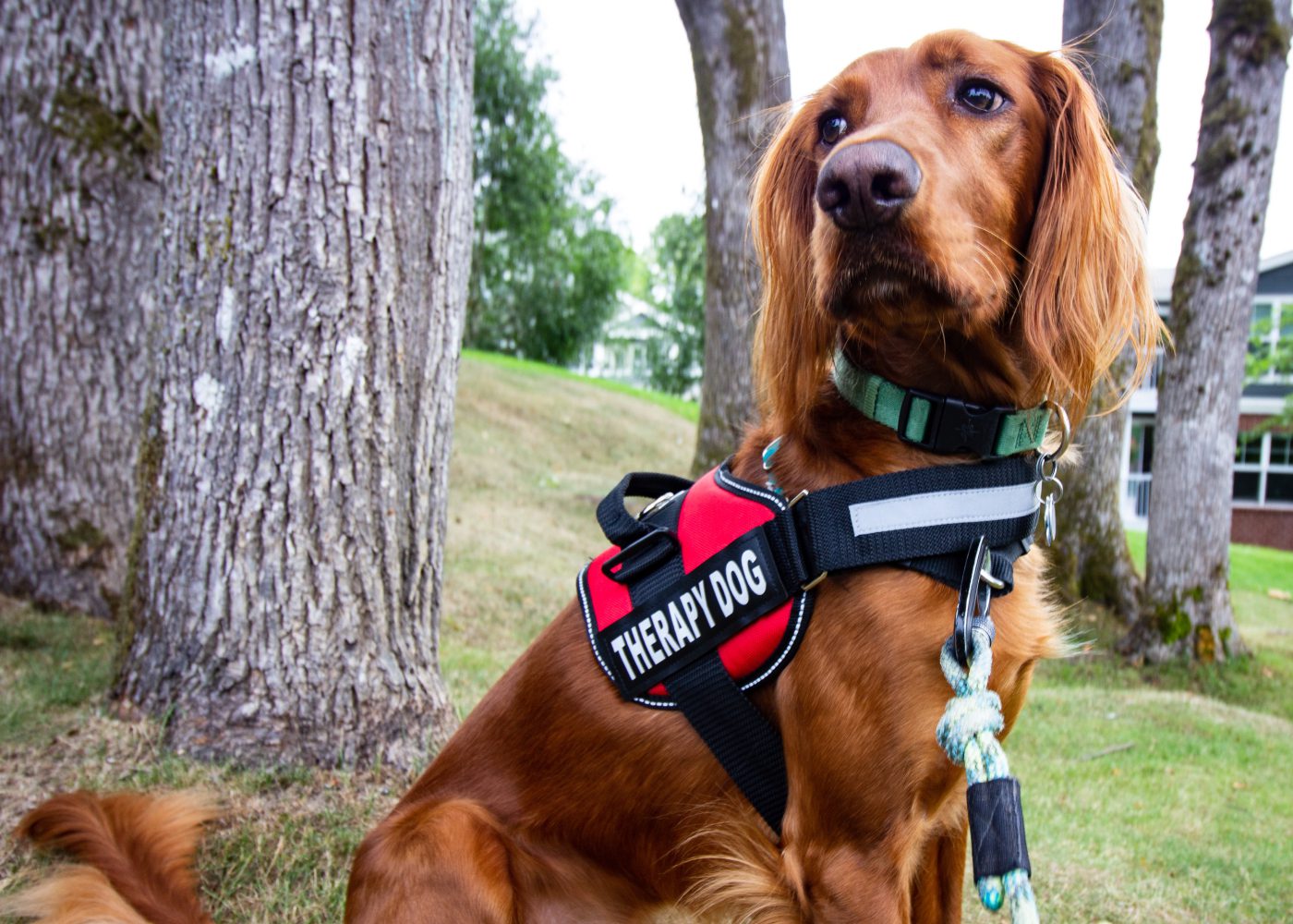 Alternative therapies and healing treatments in Singapore