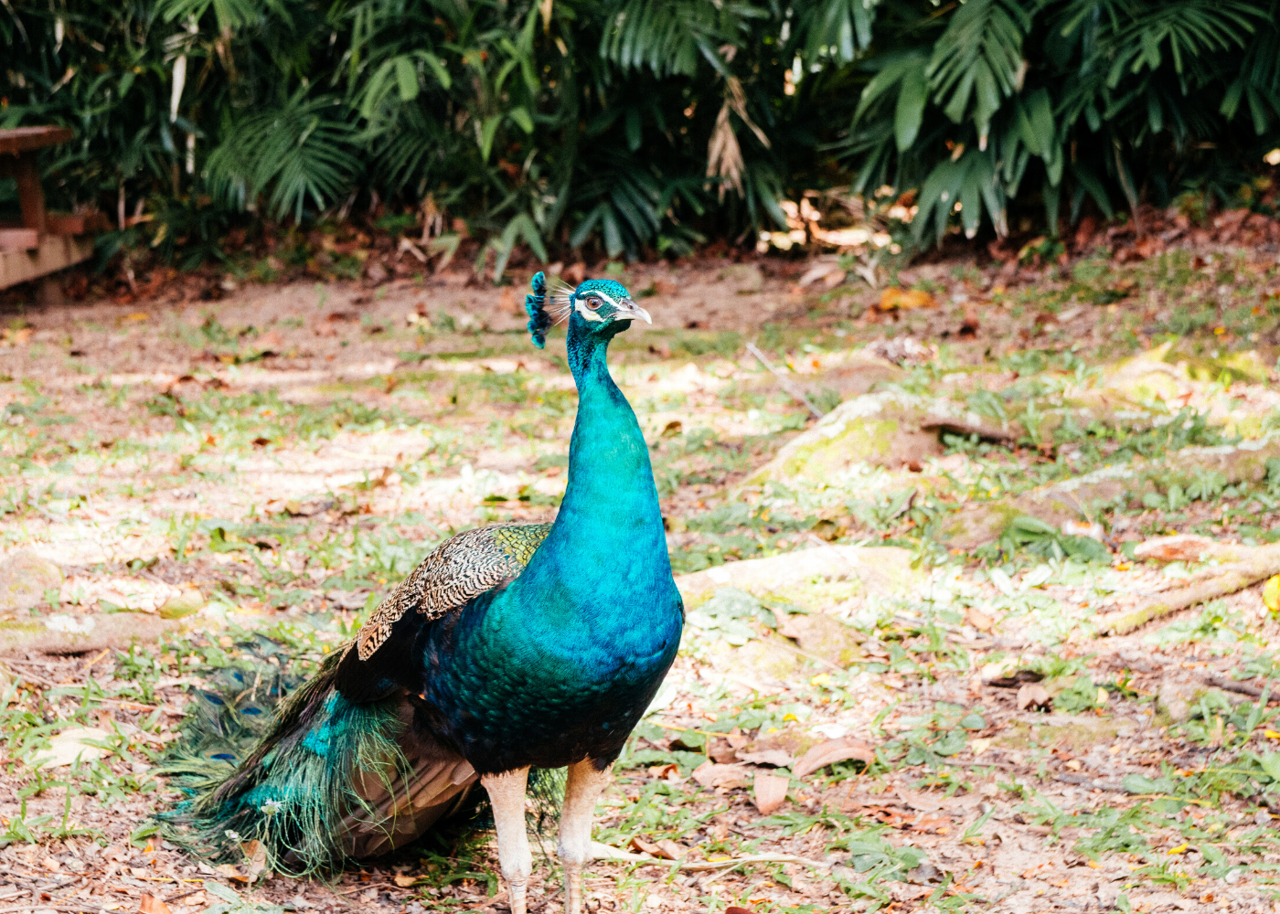 Peacock at Fort Siloso, Sentosa