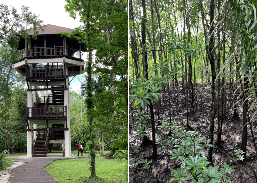 Mangrove Forest Pasir Ris