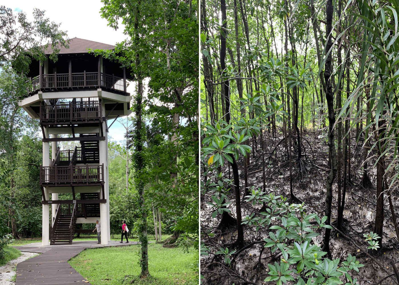 Mangrove Forest 