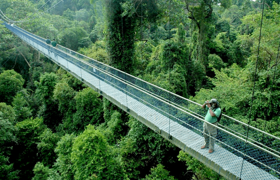macritchie treetop walk