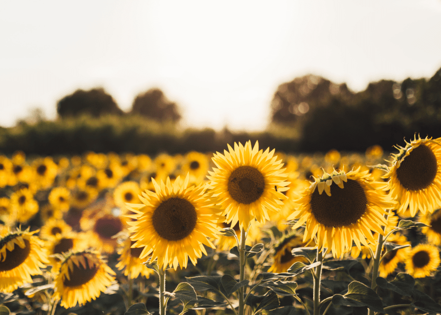 self-care tips | sunflower fields