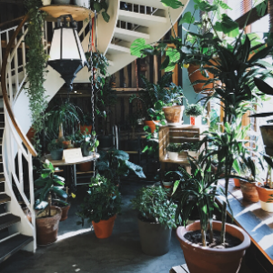 Growing plants