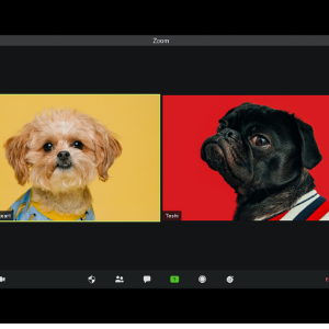 Going crazy with Zoom backgrounds