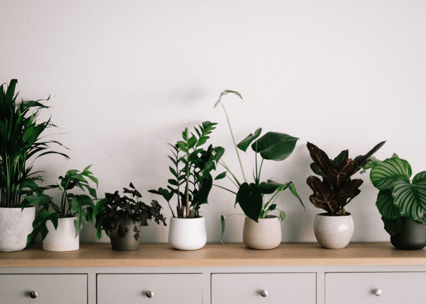 15 best plant nurseries and stores in Singapore