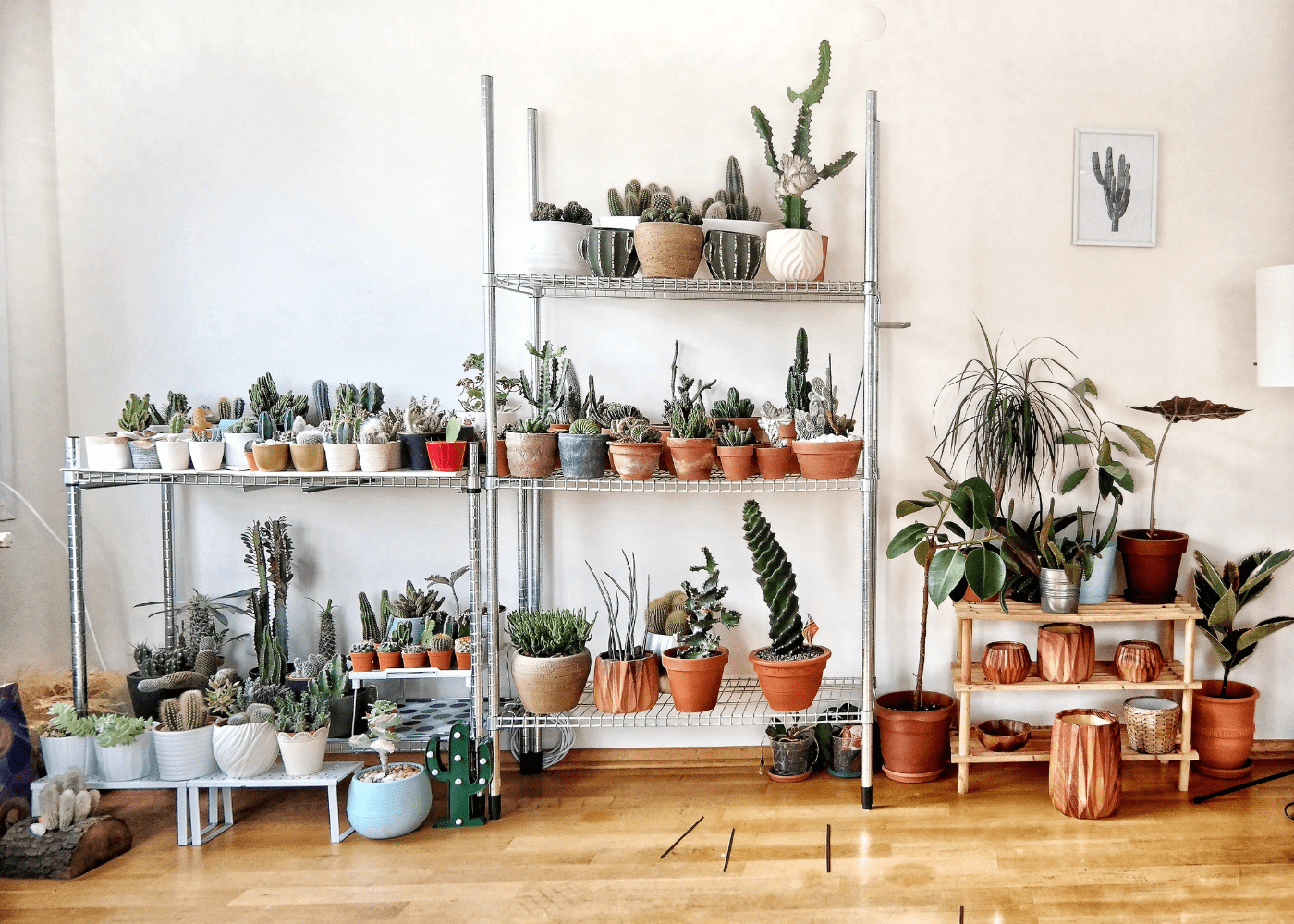 15 best plant nurseries and stores in Singapore