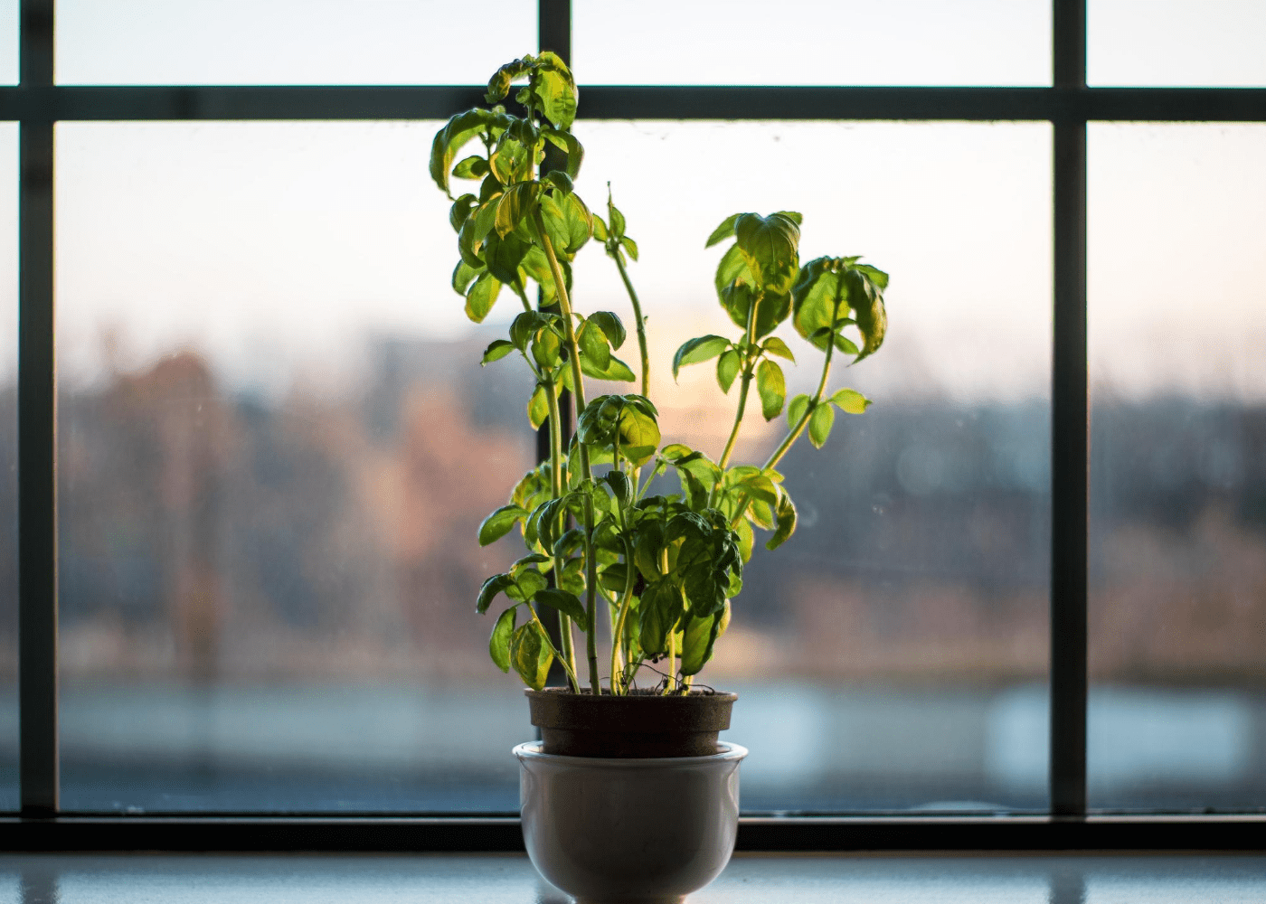 plants by the window | how to prevent dengue