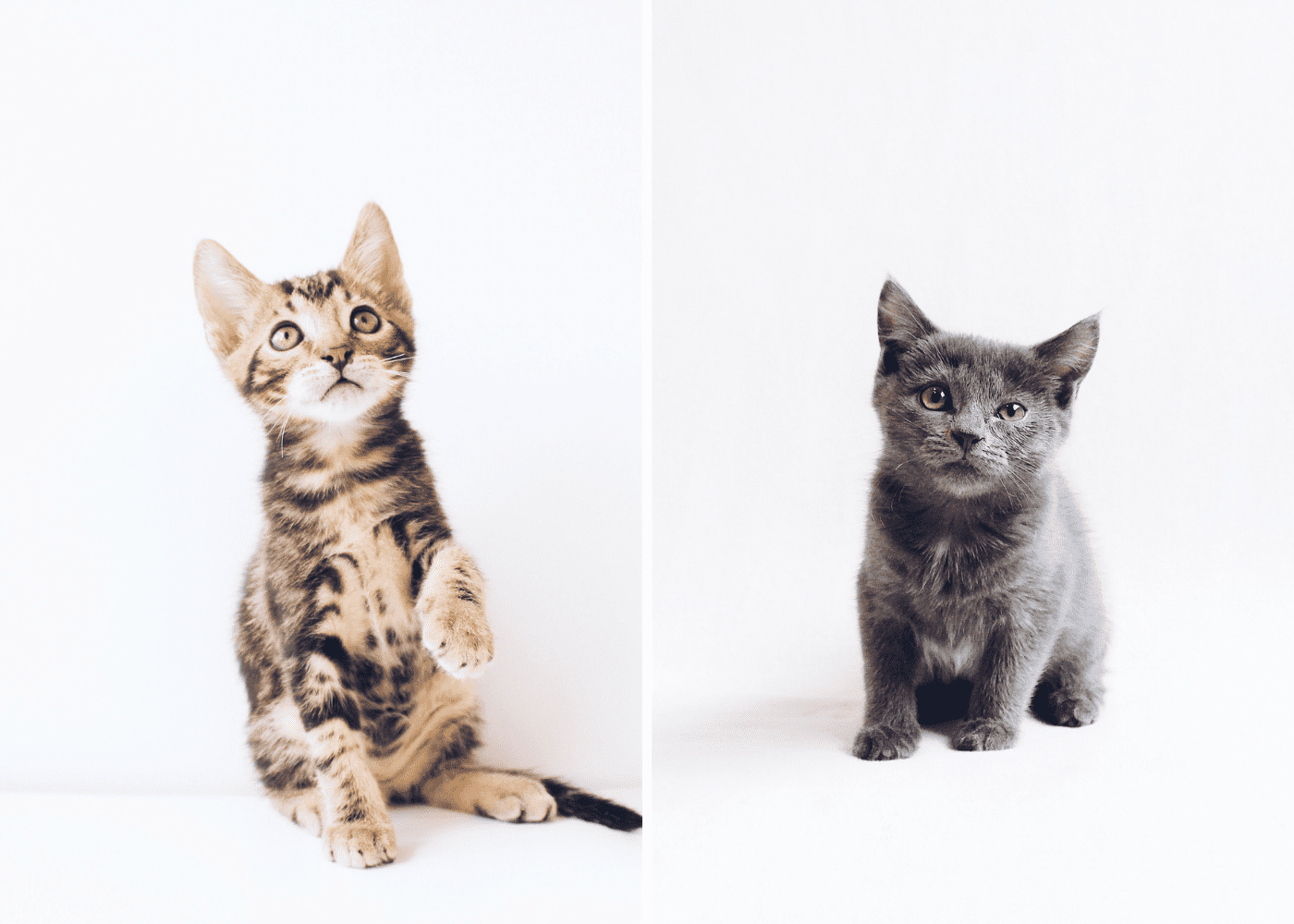 10 pet shops in Singapore for your furkids