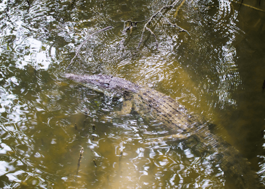 msig nature trail: crocodiles