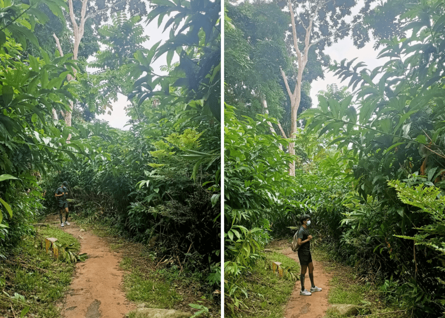 Forest bathing in Singapore | Unplugging from the daily humdrum of life