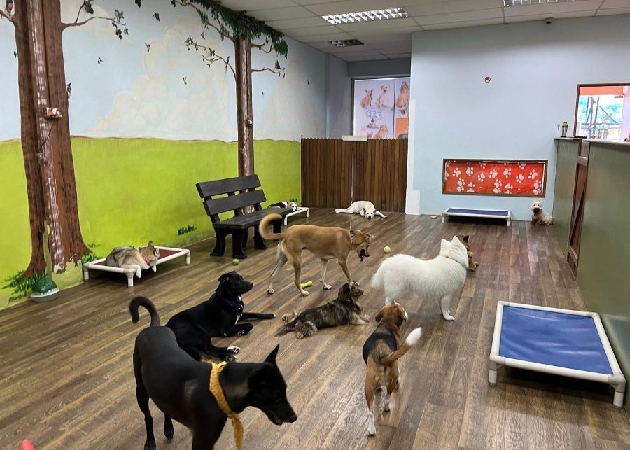 The sales pet hotel