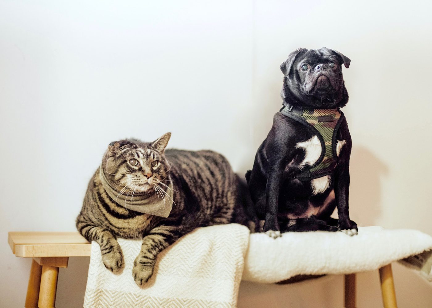 Top 10 pet hotels in Singapore for cats and dogs