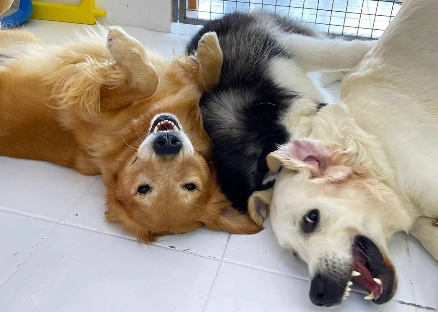 Top 12 pet hotels in Singapore for your furry friends