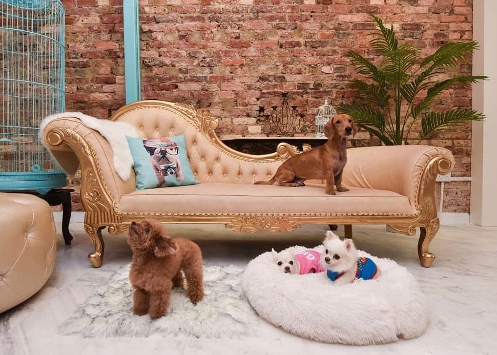 Top 12 pet hotels in Singapore for your furry friends