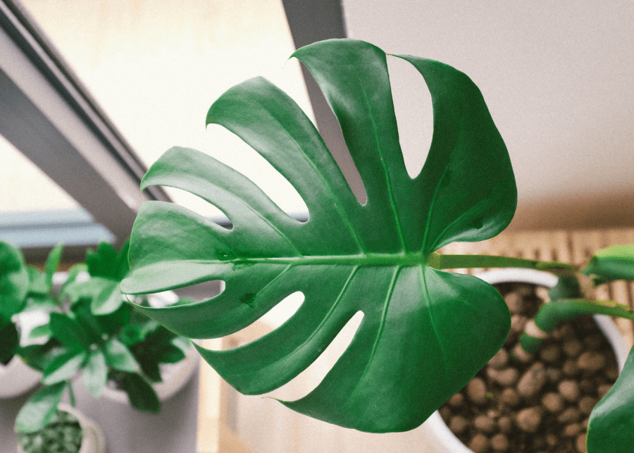 Lessons growing houseplants | Monstera