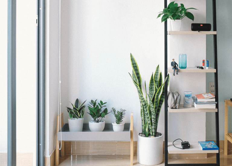 6 life lessons I learnt from growing plants at home
