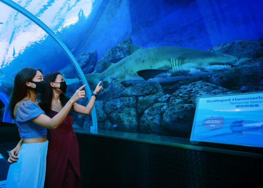 LNY resorts world sentosa | sea aquarium