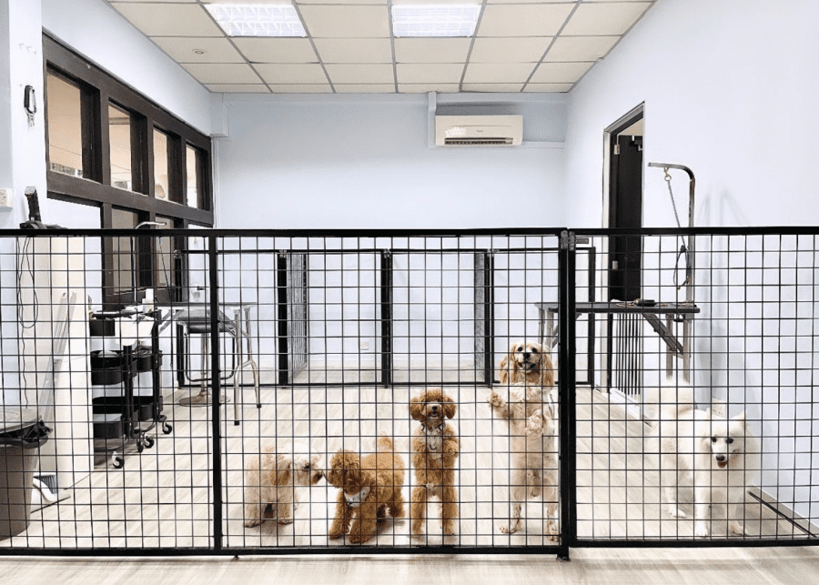 career change | dogs at ruff cuts