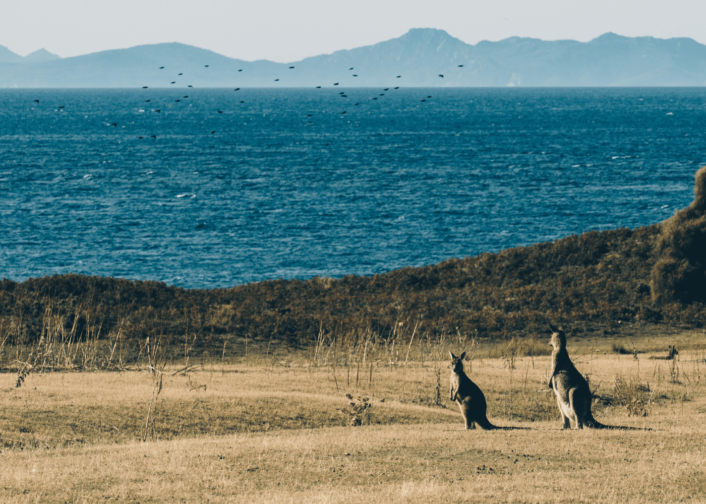 things-to-do-tasmania-australia