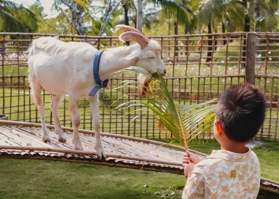 Fusion Resort Phu Quoc -farm