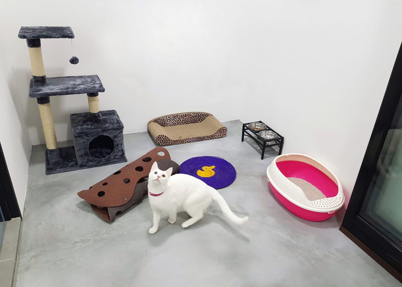 Top 12 pet hotels in Singapore for your furry friends